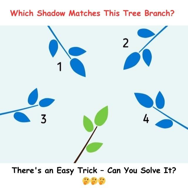 Can you find the matching shadow of the green branch? Look closely at each option!